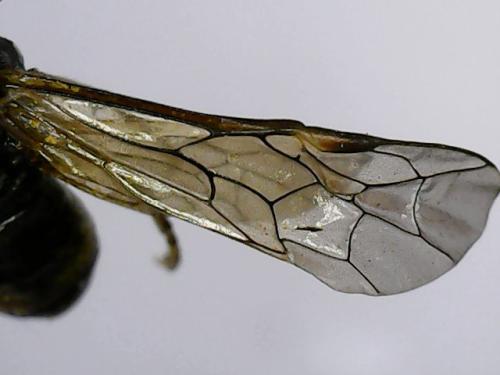 Paratenthredo frauenfeldii